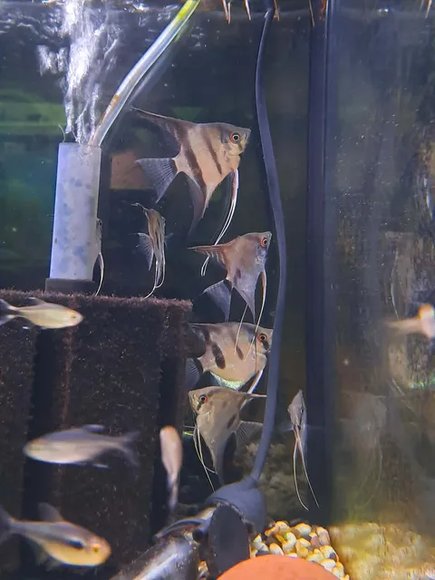 Assorted Angel Fish