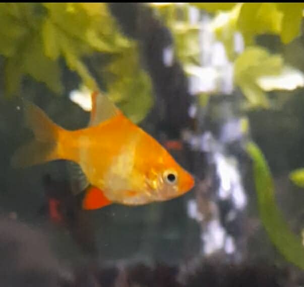 Gold Tiger Barbs