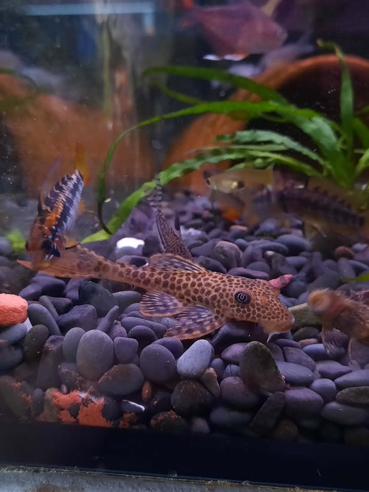 Red Fin Thresher Pleco
