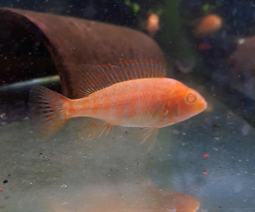 Albino Peacock Cichlid