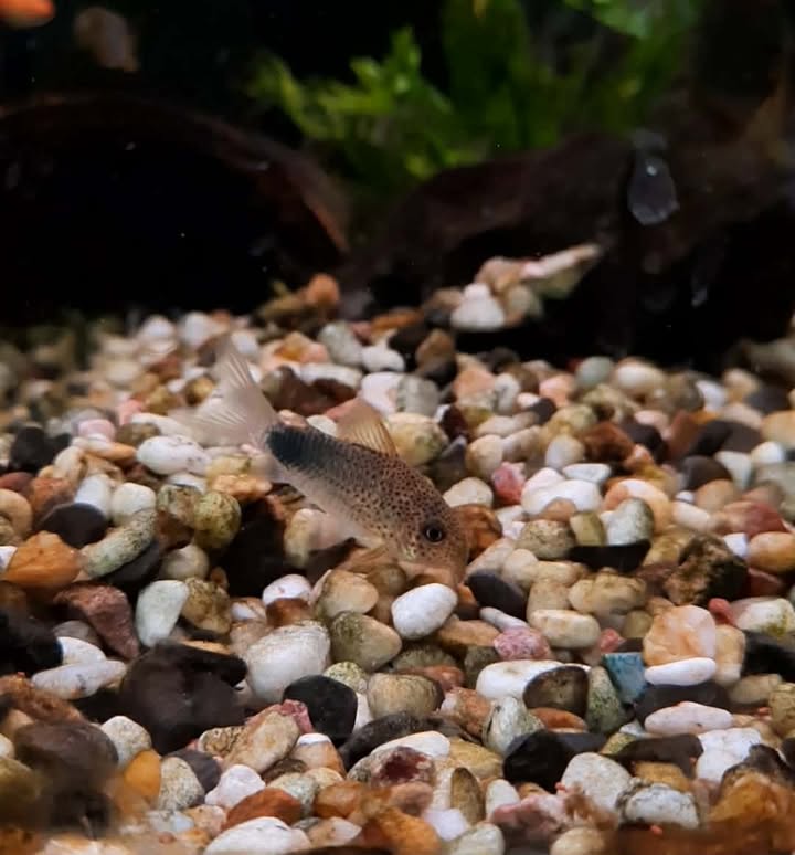Similis Cory