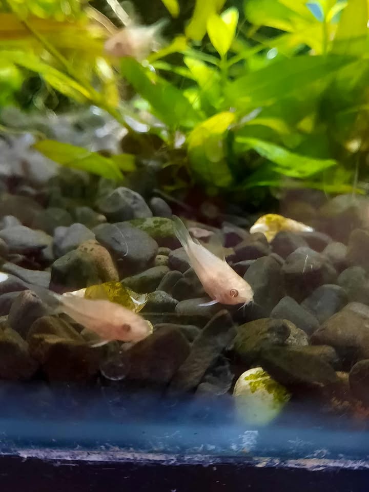 Albino Pygmy Cory
