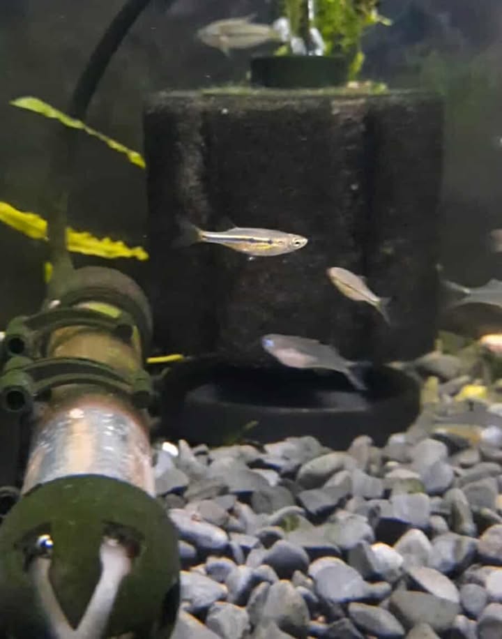 Dadio Orange Hatchet fish