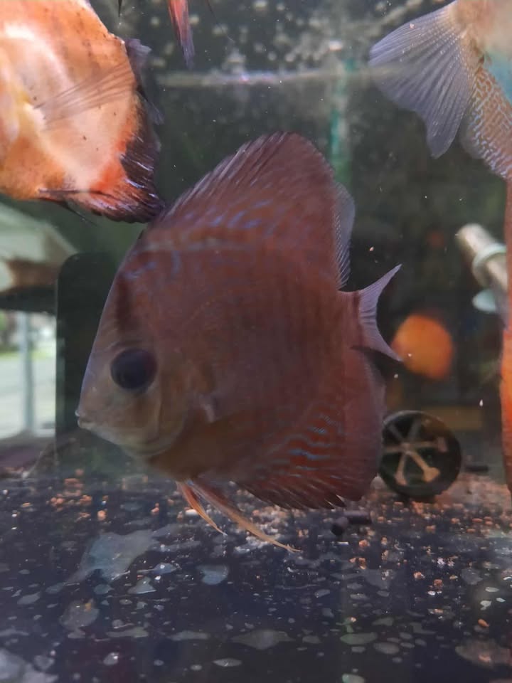 Scorpion Snake Skin Discus