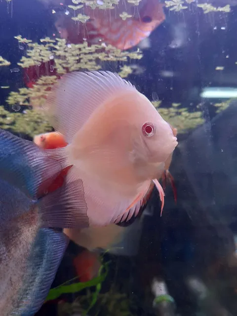 Blood Red Discus