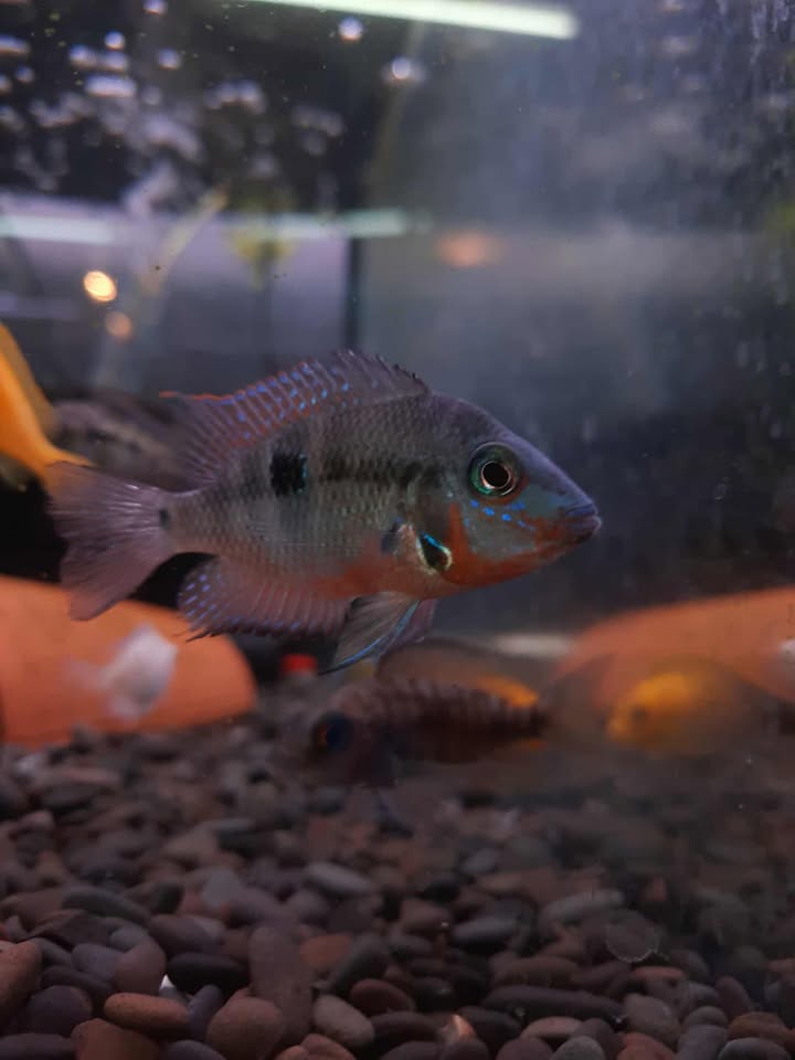 Fire Mouth Cichlid