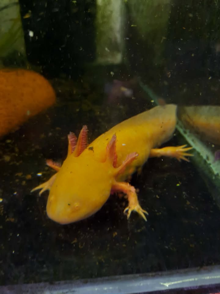 Axolotl Golden