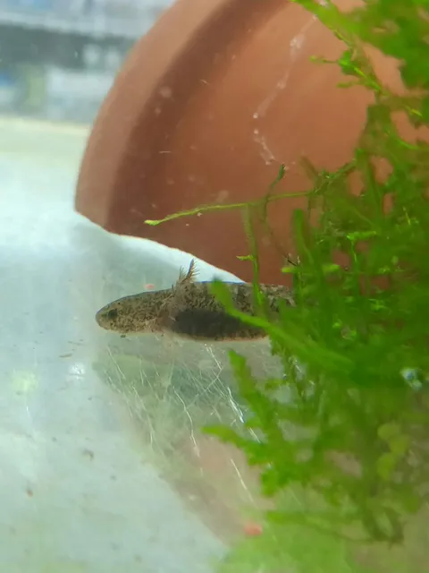 Axolotl Wild Type