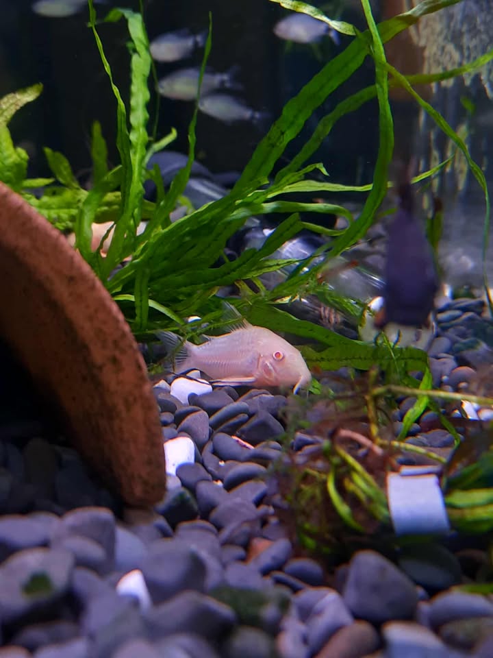 Albino Sterbai Corys