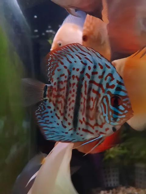Red Turk Discus