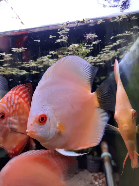 Albino Blue Diamond Discus