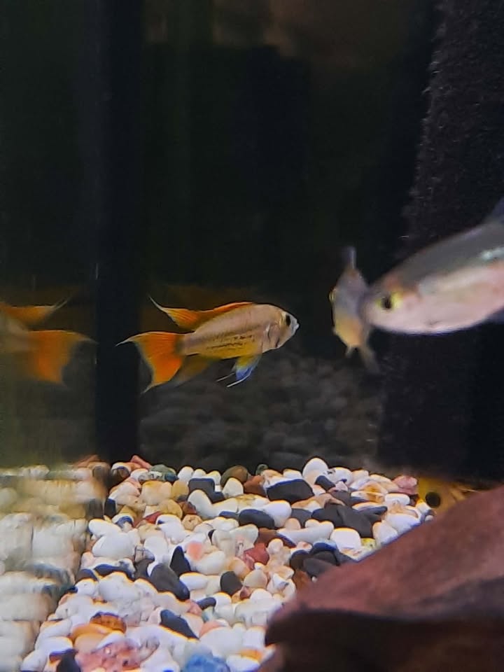 Cockatoo Apisto Orange