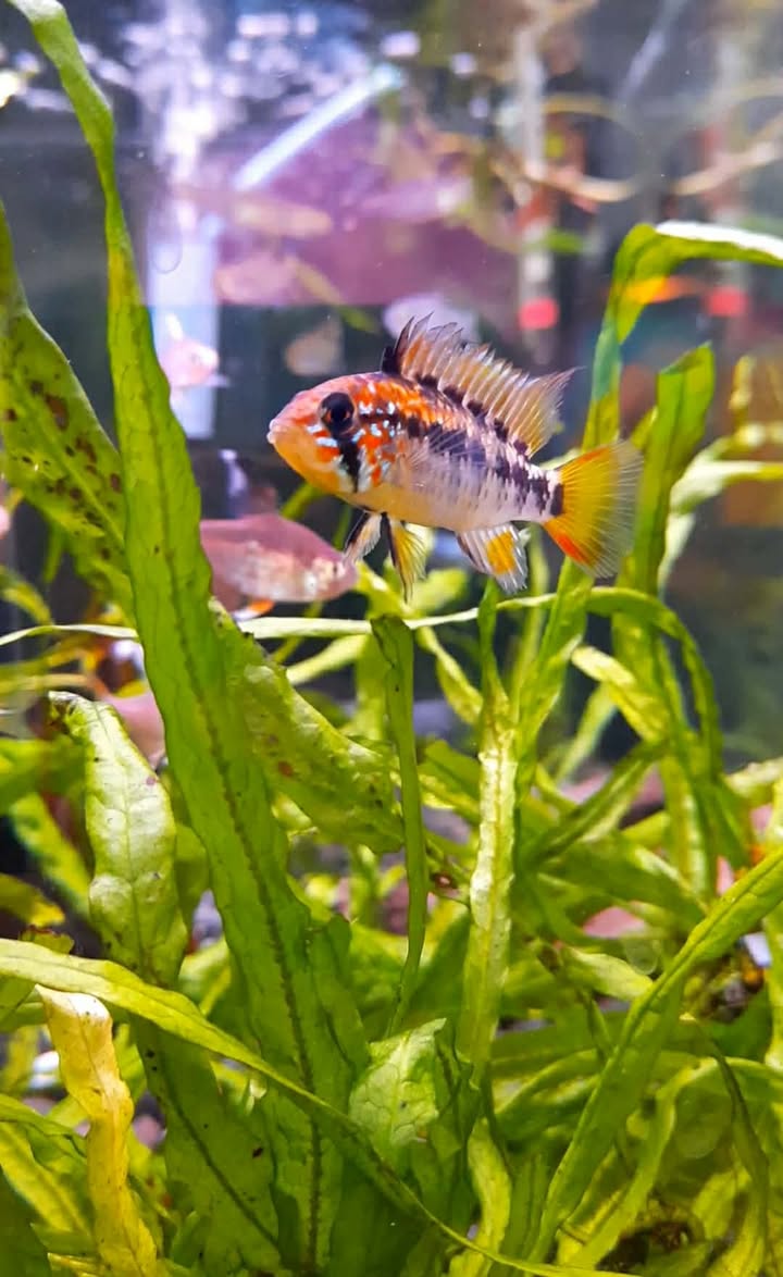 Apistogramma Viejita Red Neck