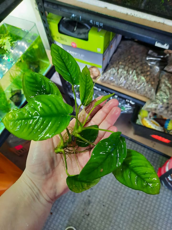 Anubius Large