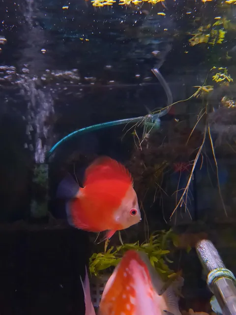Red Mellon Discus