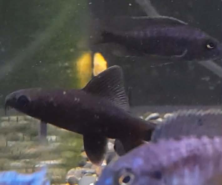 Black Shark