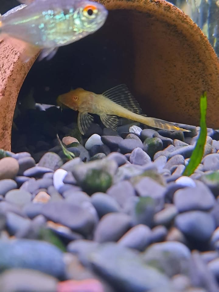 Golden albino Pleco