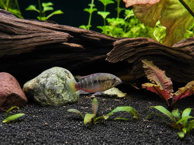 Apistogramma Hongsloi