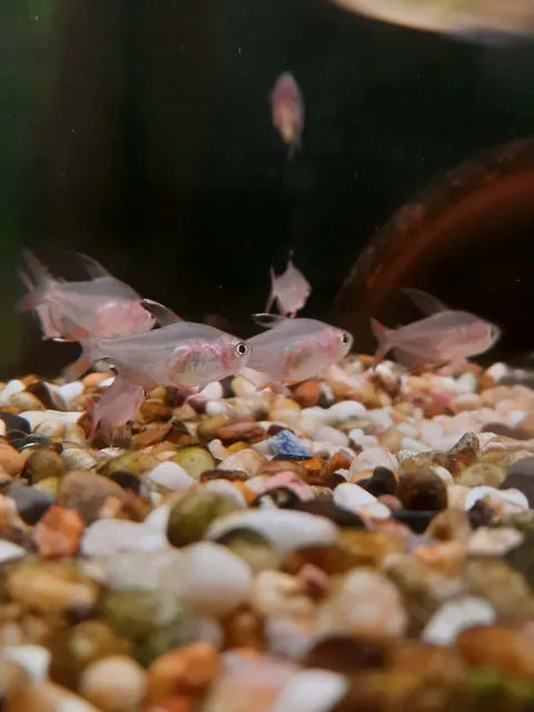 Rosy Tetra