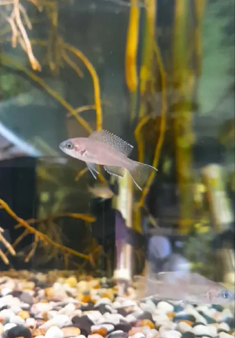 Fairy Cichlid
