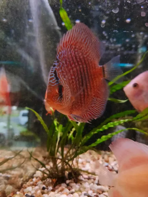 SnakeSkin Discus