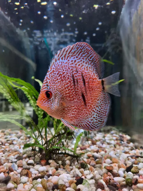 SnakeSkin Discus
