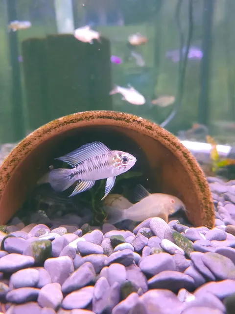 Apistogramma Borelli