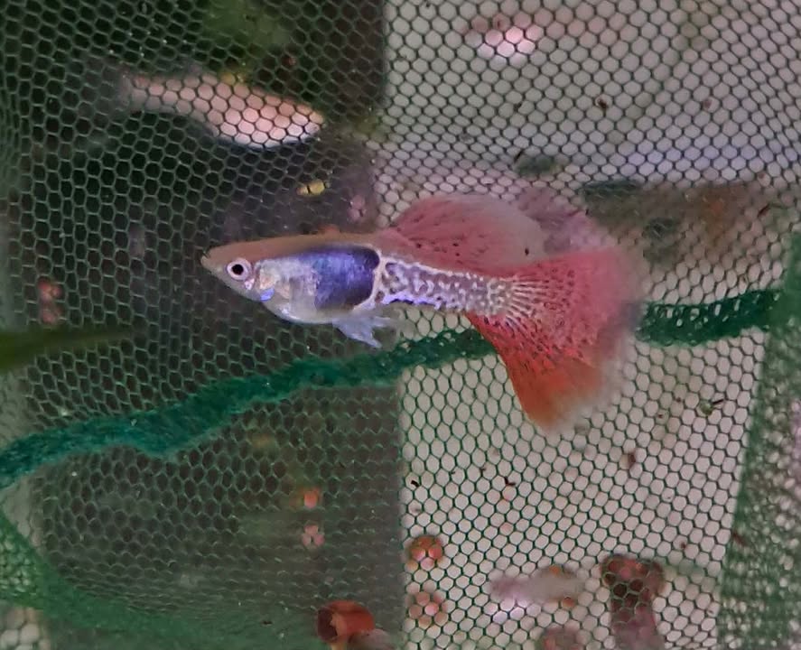 Metal Cobra Red Lace Guppy Male