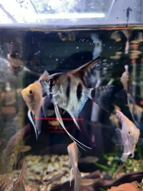 Silver Angel Fish
