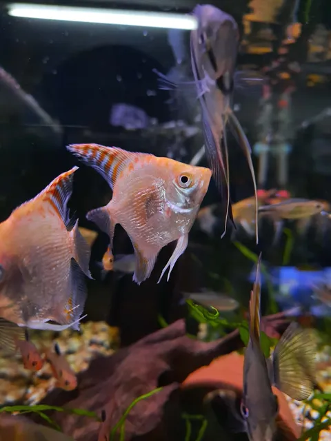 Red Cap Gold Diamond Angel Fish