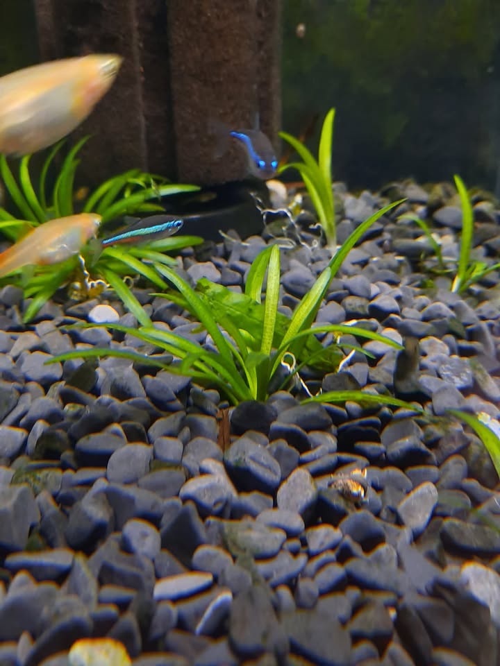 Dwarf Sag
