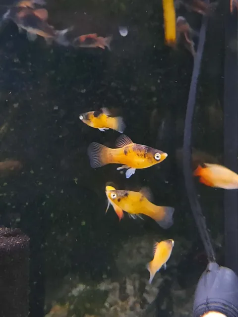 Bumble Bee Platy