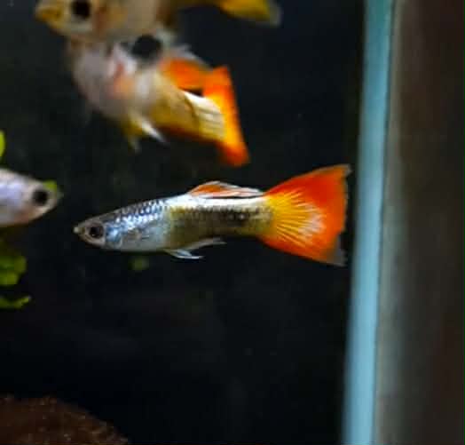 Flame Tail Guppy Pair