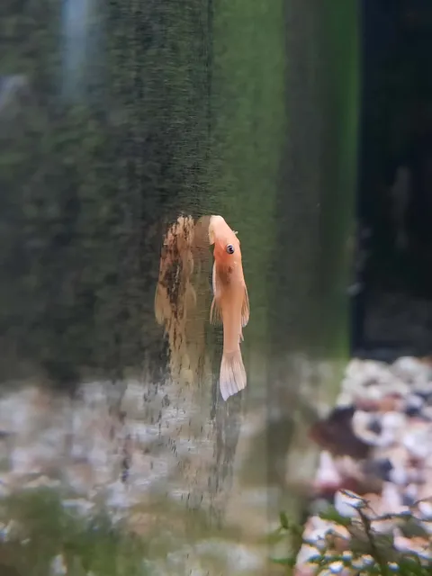 Bristlenose - Golden small
