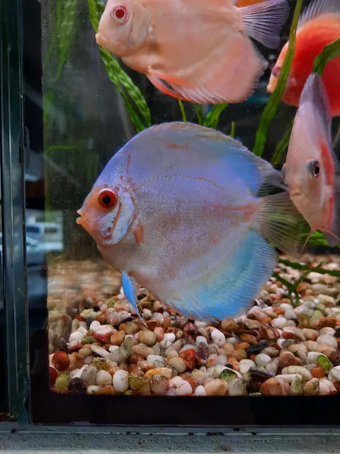 Sky Blue Discus