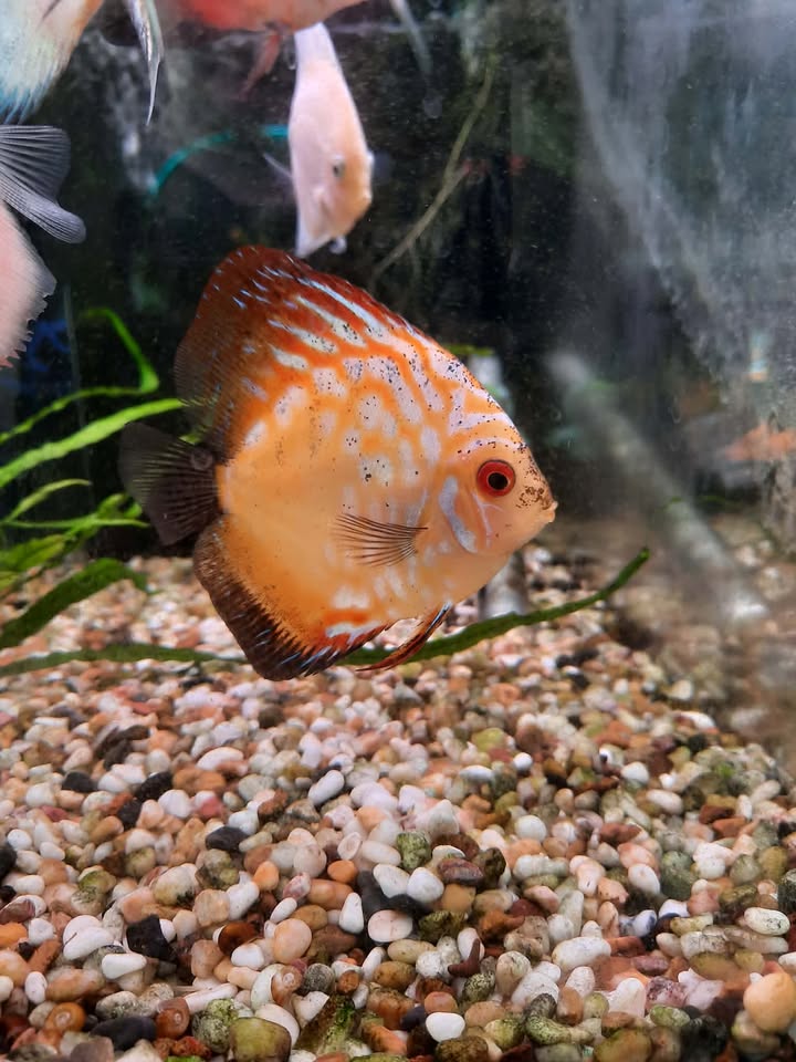 Pigeon Blood Discus