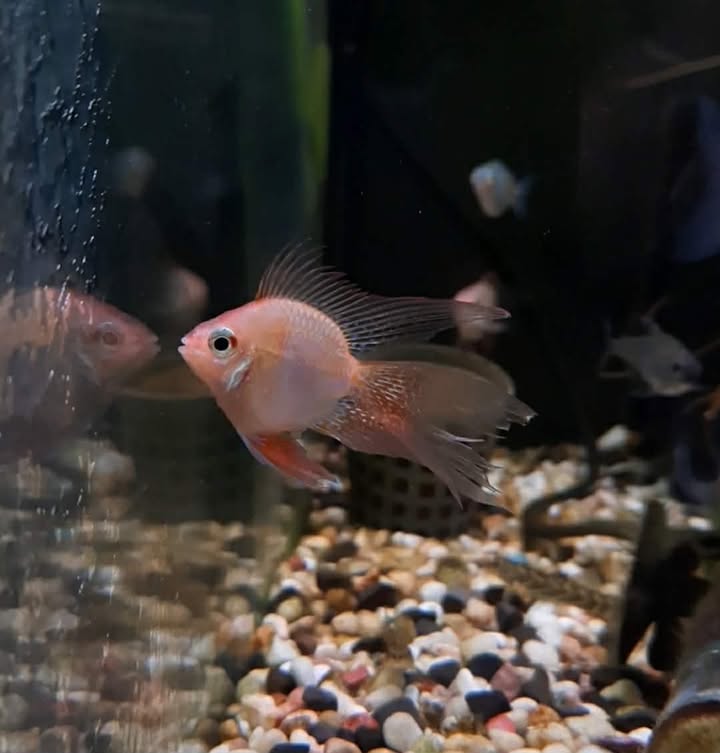 Balloon Gold Veil Tail Ram