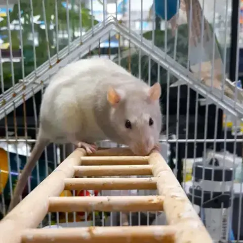 Girl Rat SPECIAL