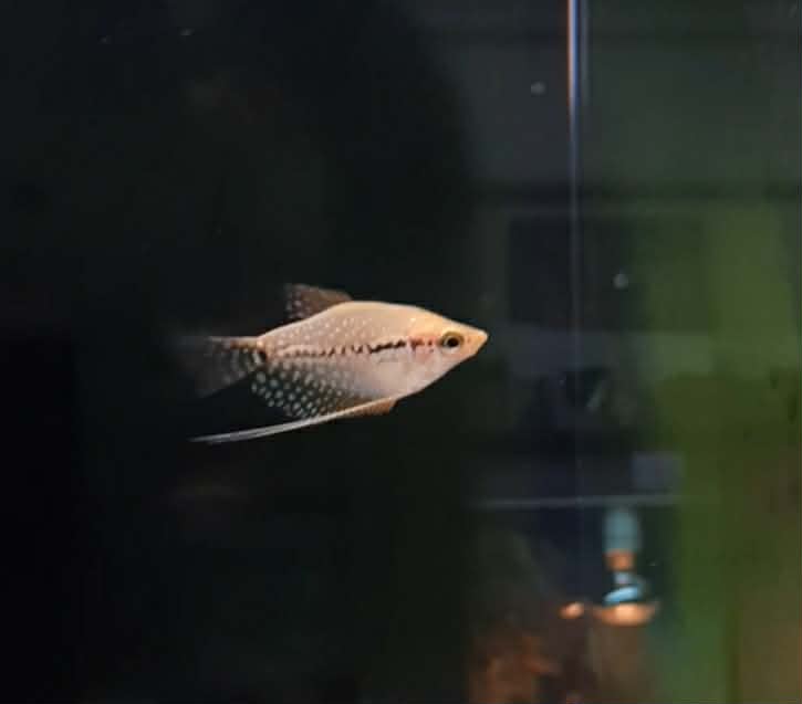 Gold Pearl Gourami