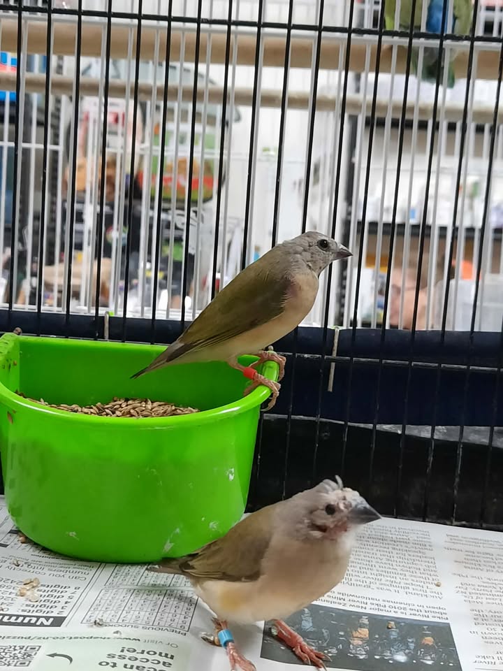 Young Gouldian Finch