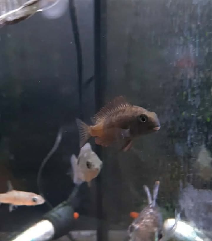 Tropheus Moorii FireFox