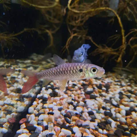 pink tail chalceus