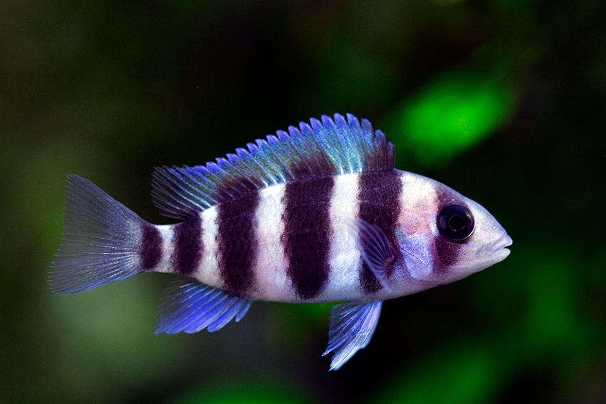 Frontosa