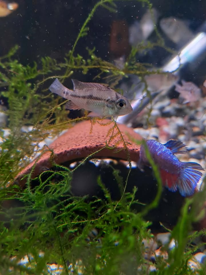 Geophagus brasiliensis