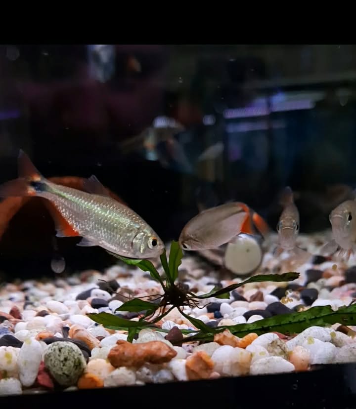 Buenos aires tetra