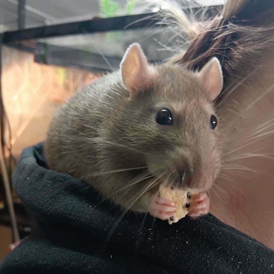 Rat Care Sheet