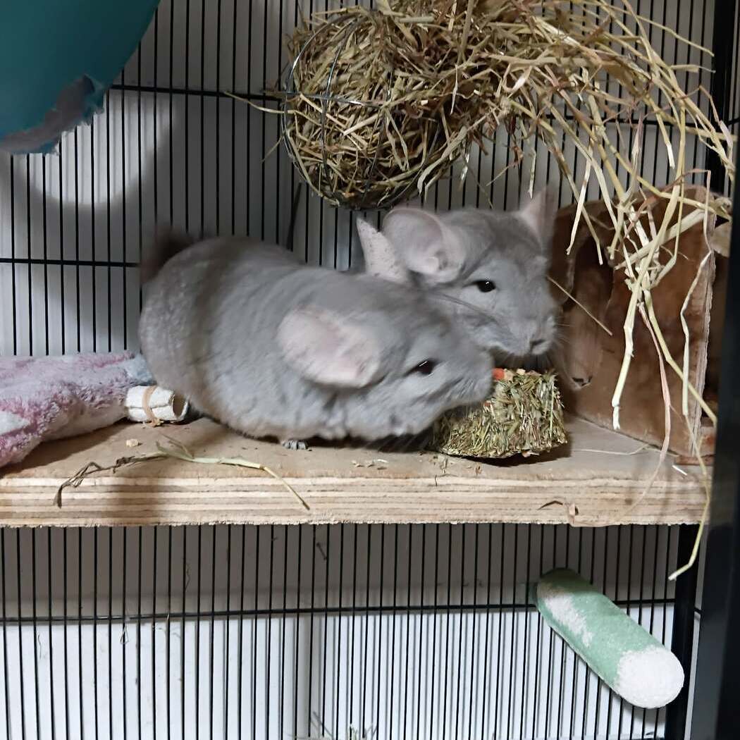 Chinchilla Care Sheet