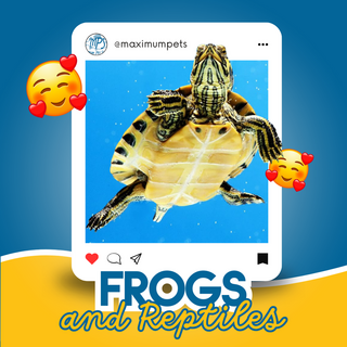 Frogs and Reptiles - Maximum Pet Supplies