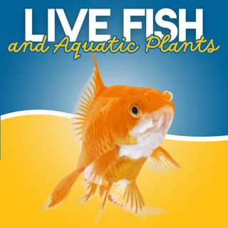 Buy Live Fish & Aquatic Plants NZ | Maximum Pet Supplies