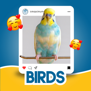 Birds - Maximum Pet Supplies